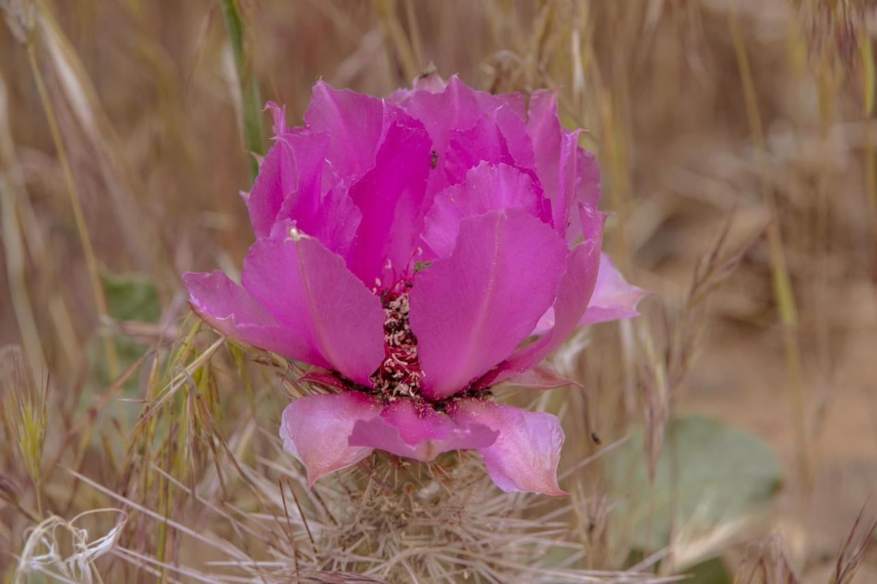 Отель Zion Wildflower Верджин Экстерьер фото